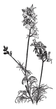 A picture is showing Delphinium Ajacis. This is an annual flowering plant of the family Ranunculaceae native to Eurasia. It grows about eighteen inches tall and the flowers are showy and blue or white, vintage line drawing or engraving illustration. clipart