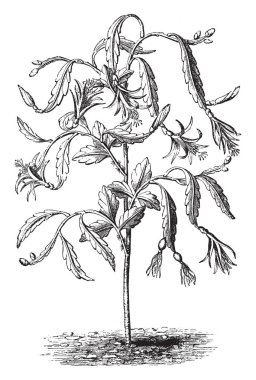 Bu resmi Disocactus biformis serbestçe dalları bilinir ve santim boyunda Phyllocactus Biformis çiçek, vintage çizgi çizme veya oyma illüstrasyon temsil eder.