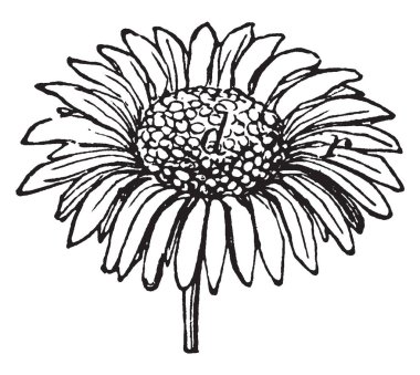 Bir resim papatya çiçek gösteriyor. Bitki aile ve yerli-e doğru Kuzey ve Orta Avrupa ait. Papatya çiçek beyaz yaprakları ve bir sarı Merkezi, vintage çizgi çizme veya oyma illüstrasyon oluşur.