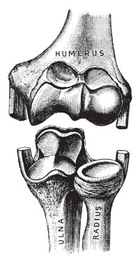 Kemikleri ucunu dirsek eklem, vintage çizim oluşturmak için nasıl şekillenir gösterilen veya illüstrasyon oyma.