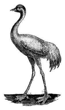Crane, vintage illüstrasyon kazınmış. Doğal Tarih hayvanların, 1880