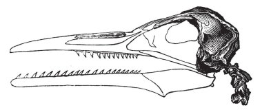 Bir Ichthyornis alışkanlıkları ve görünümünde, vintage ile iskelet Başkanı çizgi çizim veya illüstrasyon oyma.