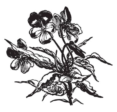 Çiçekler çalı resmi. Grup içinde büyürler ve çiçekler uzun bir merkezi, vintage çizgi çizme veya oyma illüstrasyon ekli SAP.