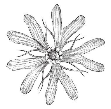 Bu Lychnis Fulgens bir Corolla ve çiçekli bir bitkidir. Parlak kırmızı renkli, vintage çizgi çizme veya oyma illüstrasyon ile büyük çiçekler vardır.