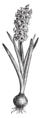 Görüntü ortak bir sümbül Ayrıca hyacinthus orientalis bilinen gösterir. Çiçekler güzel kokulu ve kümelenmiş bulunmaktadır. 3-7 cm çap ampul ile soğanlı bir bitkidir. Kayış şeklinde, vintage çizgi çizme veya oyma illüstrasyon yapraklar.