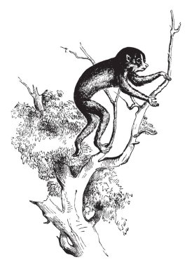 İnce Loris loris Hindistan ve Sri Lanka, vintage çizgi çizme veya oyma illüstrasyon için yerel bir cinsidir.