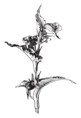 Bir resmi bir şube gösteren ve Commelina Coelestis çiçek dayflowers çiçek, vintage çizgi çizme ya da oyma illüstrasyon .kısa hayatlarımızın nedeniyle olarak da adlandırılan.