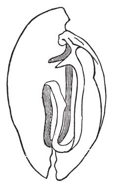 Vanalar sfinkter kas veya iki ya da üç membranöz flep veya kıvrımlar, vintage çizgi çizme veya oyma illüstrasyon oluşabilir.