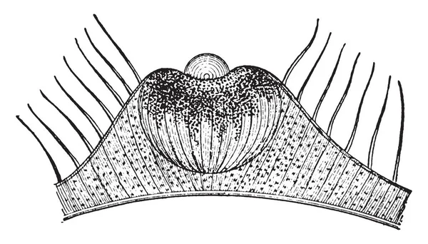 Occhio Semplice Una Medusa Disegno Linea Vintage Illustrazione Incisione — Vettoriale Stock