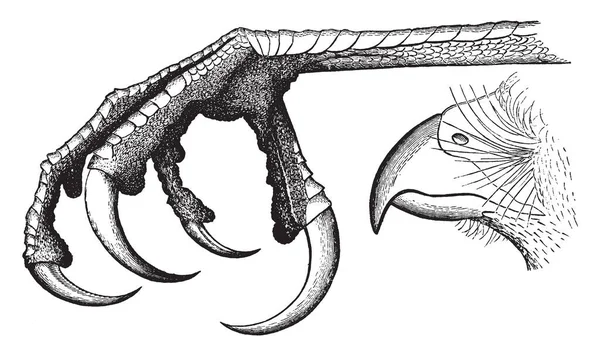 Raptorial Falcão Que Outra Modificação Insessorial Desenho Linha Vintage Gravura —  Vetores de Stock