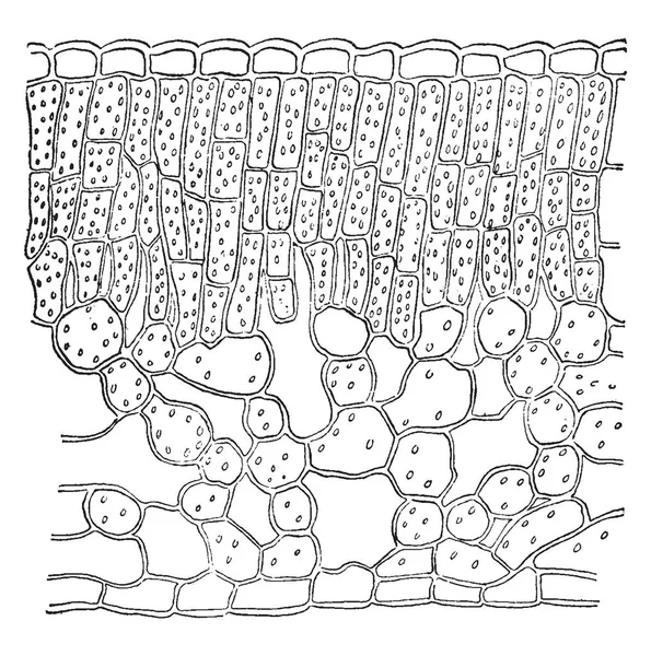 Immagine Che Mostra Sezione Una Foglia Rododendro Tessuto Compatto Della — Vettoriale Stock