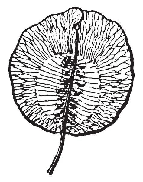 内側のポッドの一部 ビンテージの線描画や彫刻イラストで種子が多いと — ストックベクタ