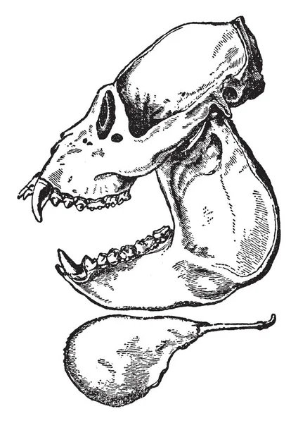 원숭이의 빈티지 그림의 위쪽과 아래쪽에 두개골에 날카로운 이빨을가지고 — 스톡 벡터