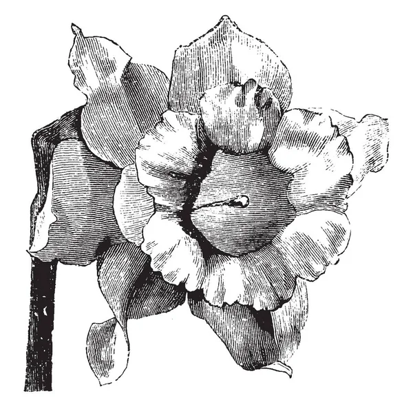一种类型的 Naricissus 伪称为水仙主要 Obvallaris 复古线条画或雕刻插图 — 图库矢量图片