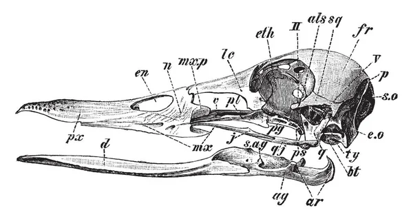 Diagram Van Schedel Van Een Wilde Eend Die Een Eend — Stockvector