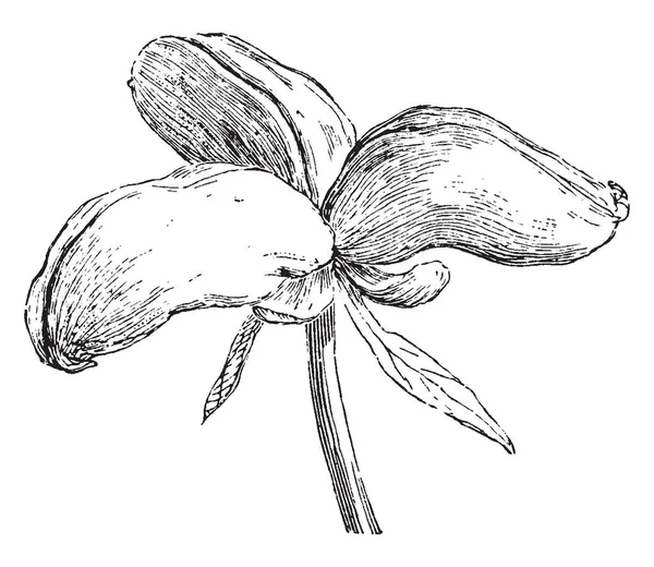 一张图片 显示了芍药的毛囊 这是花芽这是厚和小 复古线条画或雕刻插图 — 图库矢量图片