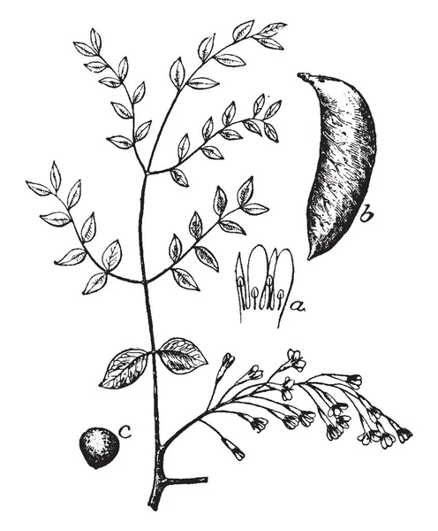 这是肯塔基咖啡树的小树枝 有种子 雄花和果实的图像 种子是有毒的 复古线条画或雕刻插图 — 图库矢量图片