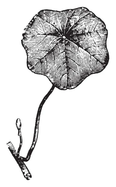 Peltate Leaf Округлені Форми Виглядати Трохи Щит Vintage Штриховий Малюнок — стоковий вектор