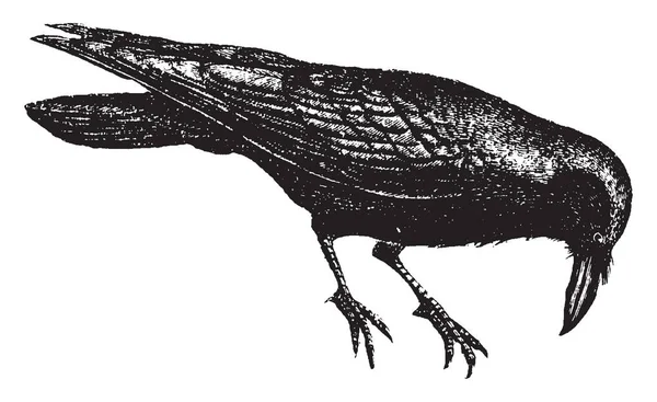 Raven Sedentary Birds Never Voluntarily Leave Place Vintage Line Drawing — стоковый вектор