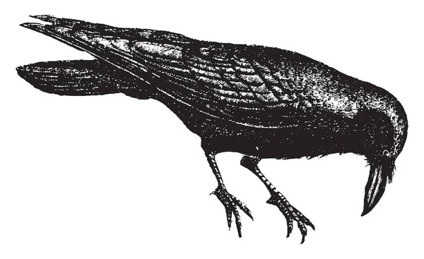 乌鸦是久坐的鸟 从来没有自愿放弃的地方 老式的线条画或雕刻插图 — 图库矢量图片