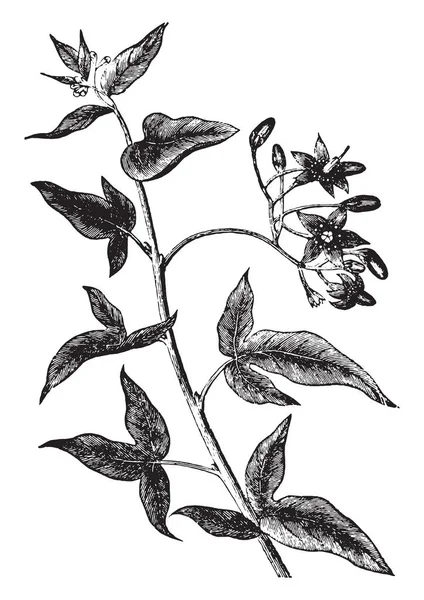 Doux Amer Solanum Dulcamara Illustration Gravée Vintage Vie Dans Nature — Image vectorielle
