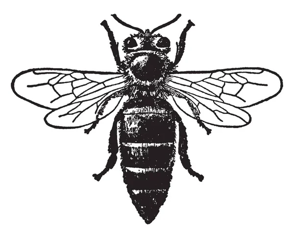 Koningin Honey Bee Welke Koloniale Nesten Uit Wax Vintage Lijntekening — Stockvector