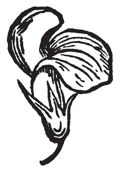 Tomto Snímku Ukazuje Květů Vičenec Rostlinu Vintage Kreslení Čar Nebo — Stockový vektor