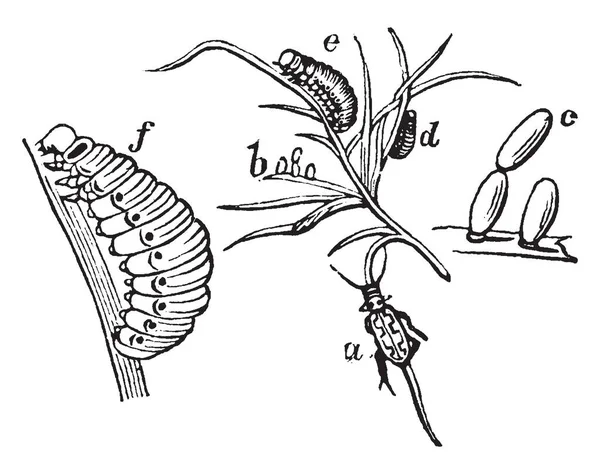 아스파라거스 딱정벌레 딱정벌레 빈티지 그림의 Chrysomelidae 가족의 — 스톡 벡터