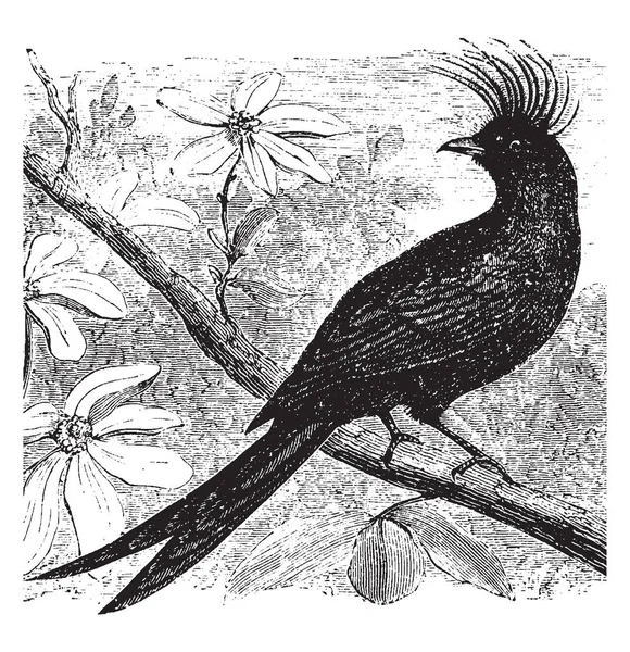 Drongo Een Grote Vernietiger Van Bijen Vintage Lijntekening Gravure Illustratie — Stockvector