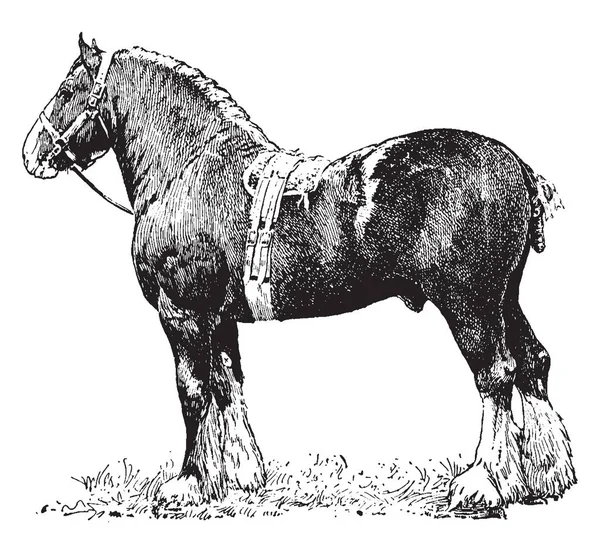 重負荷 ビンテージの線描画や彫刻イラストを引っ張るために使われるドラフト馬 — ストックベクタ