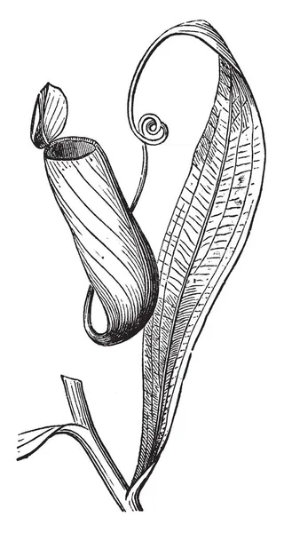 Nepenthes También Conocidas Como Plantas Lanzadoras Tropicales Las Jarras Esta — Vector de stock