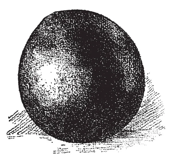 Aegle Marmelos Vrucht Van Bael Van India Vrucht Ronde Groenachtig — Stockvector