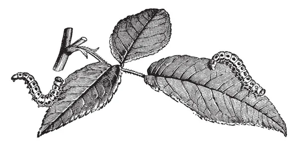 Larvas Uma Rose Leaf Sawfly São Chamadas Lagartas Desenho Linha — Vetor de Stock