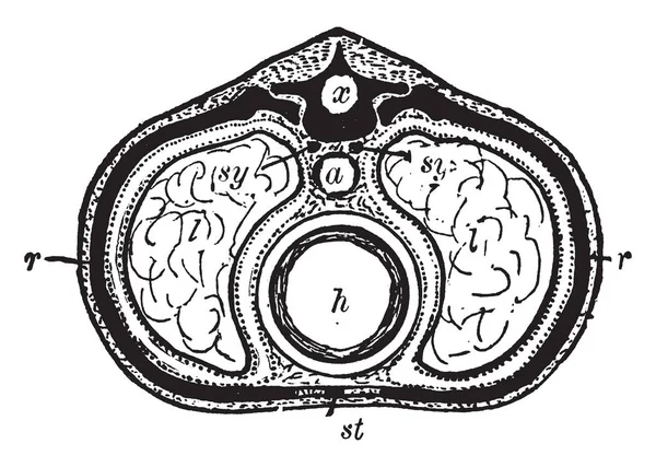 Una Sección Diagramática Través Del Cuerpo Región Del Pecho Dibujo — Archivo Imágenes Vectoriales