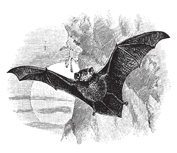 Thumbless Bat Bat Furipteridae Family Smokey Thumbless Bats Vintage Line — Stock Vector