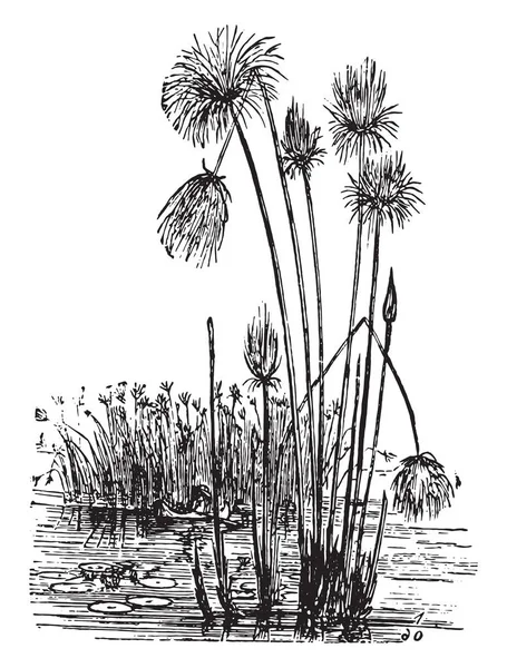 Papyrus Gravierte Illustration Vie Dans Nature 1890 — Stockvektor