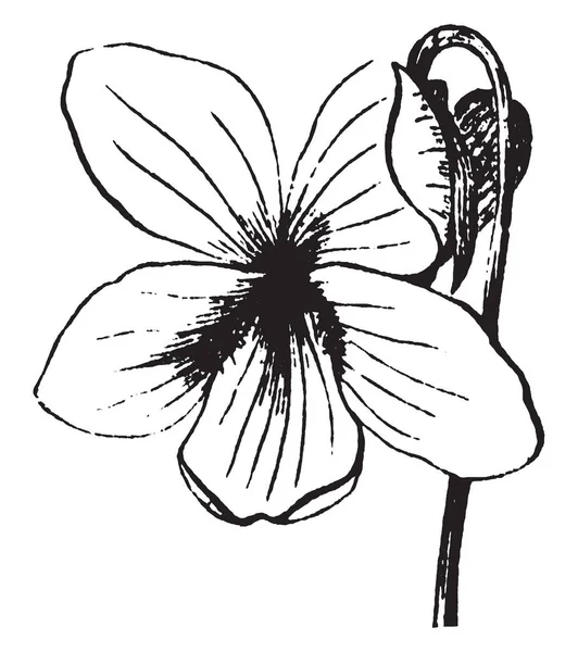 花是由五花瓣制成的 花的样式在顶部变厚 花秆弯曲 复古线条画或雕刻插图 — 图库矢量图片