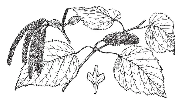 红桦树的树枝 这是一个家庭桦木科的观赏树 发现在河和溪流银行在美国东部 复古线条画或雕刻插图 — 图库矢量图片