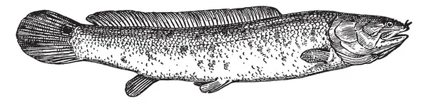 Amia Occidentalis Tipo Peixe Ganoid Desenho Linha Vintage Gravura Ilustração —  Vetores de Stock