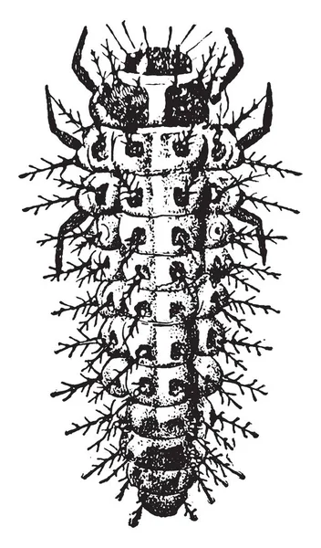 Ladybird Asiatique Importé Pour Dévorer Échelle San Jose Dessin Ligne — Image vectorielle