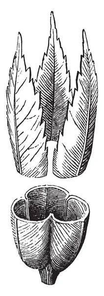 这是桑多沃特植物的三片心皮叶 叶子在中间被剪掉了 他们叶子是心脏形状 复古线图画或雕刻例证 — 图库矢量图片