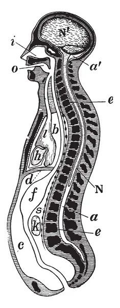 ビンテージの線描画や彫刻イラストの図縦断面図 — ストックベクタ