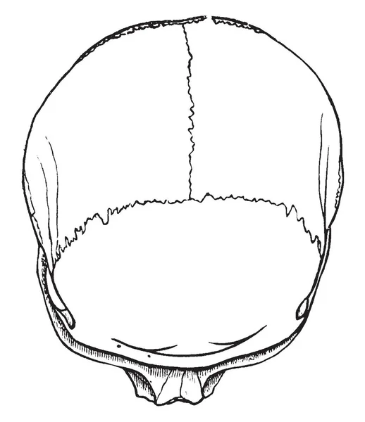 Esta Ilustración Representa Cráneo Braquicéfalo Dibujo Línea Vintage Ilustración Grabado — Archivo Imágenes Vectoriales