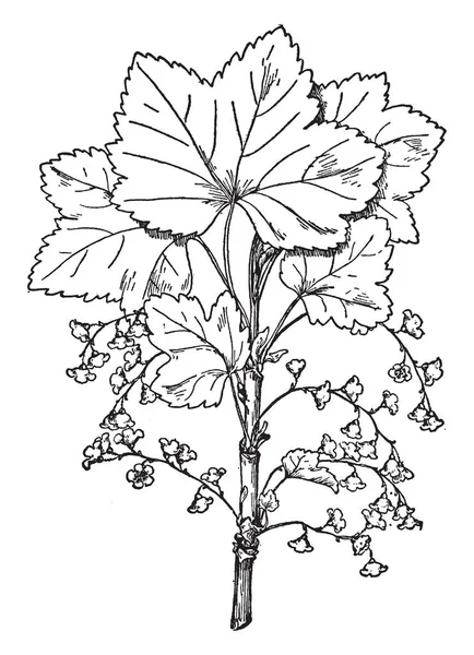 Изображение Обычной Смородины Стамески Тонкие Розовые Листья Острые Цветок Начинает — стоковый вектор