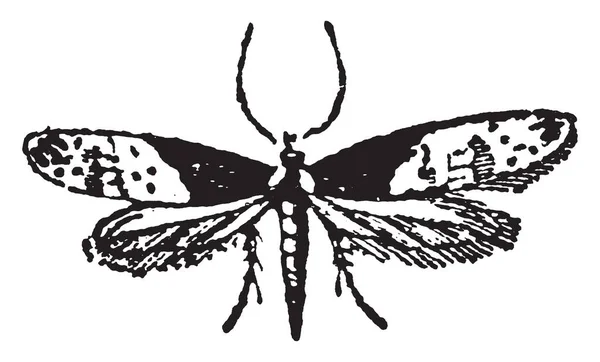 Tineina Bevatten Kleinste Van Lepidoptera Vintage Lijntekening Gravure Illustratie — Stockvector