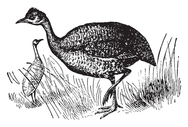 Tinamou 是在南美洲发生的鸟类属和家族的名称 即复古线条画或雕刻插图 — 图库矢量图片
