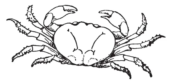 土地蟹是家庭 Gecarcinidae 复古线条画或雕刻插图的成员 — 图库矢量图片