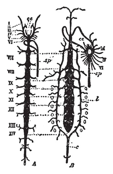 Sistema Arterial Que Parte Del Sistema Cardiovascular Que Transporta Sangre — Vector de stock