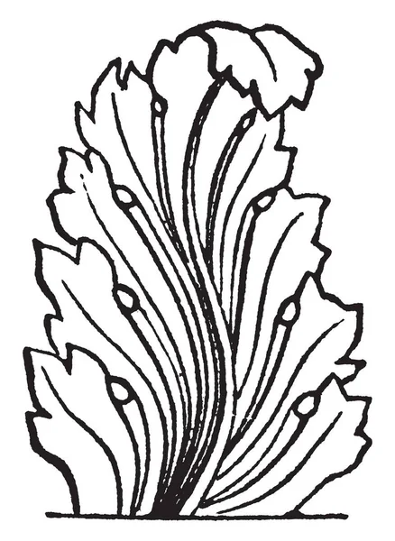 Acanthus Plante Des Feuilles Épaisses Larges Que Autres Feuille Est — Image vectorielle