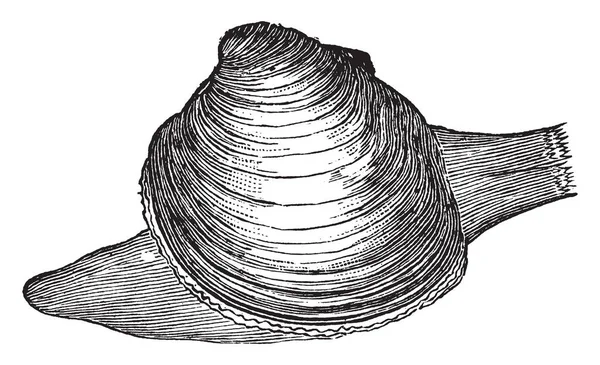 クアホッグはアメリカ合衆国 ビンテージの線描画や彫刻イラストの大西洋の海岸の大きい丸い食用の二枚貝 — ストックベクタ